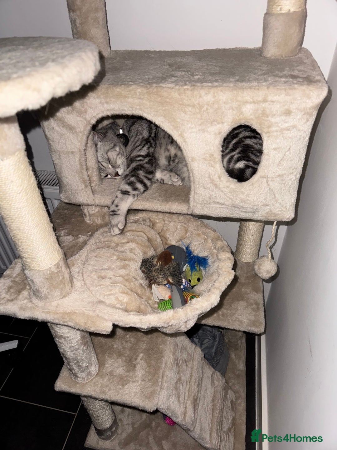 British Shorthair cats for sale: Silver Tabby British Shorthair - Image 3