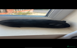 Guinea Pig rodents for sale: Beautiful, pure black baby guinea pig - Image 1
