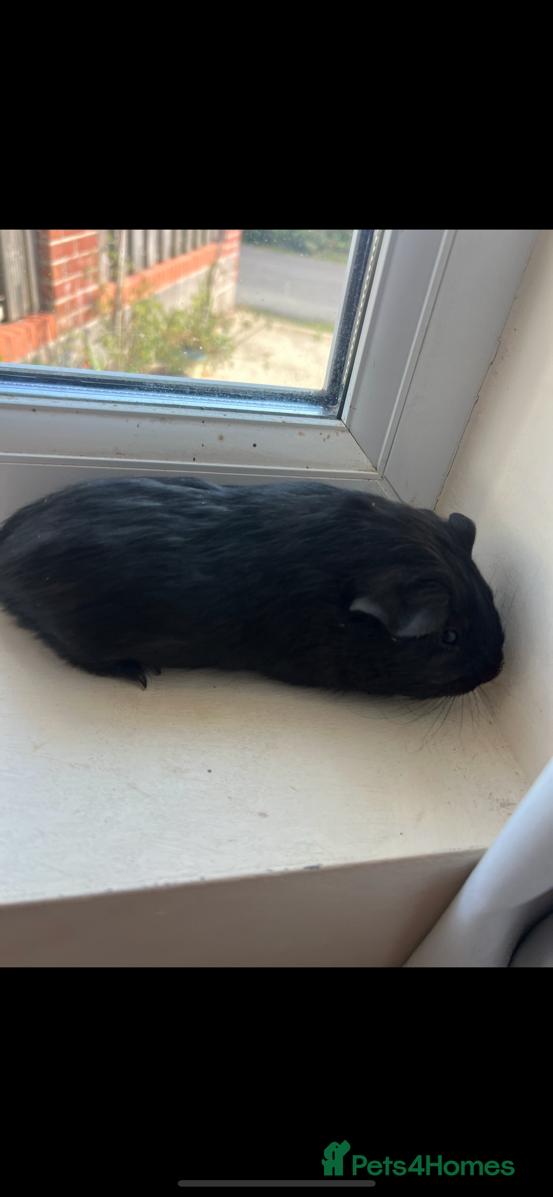 Guinea Pig rodents for sale: Beautiful, pure black baby guinea pig - Image 1