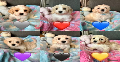 Cavachon dogs - Advert 8
