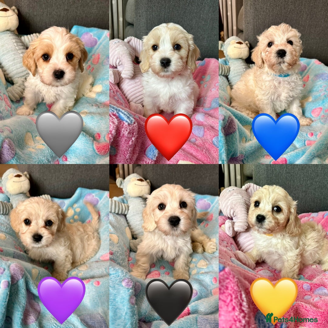 Cavachon dogs for sale: READY NOW - DNA/Health Tested Cavachon Puppies - Image 1