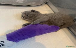 British Shorthair cats for sale: British Blue Shorthair  - Image 3