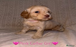 Cavapoo dogs for sale: 🐶 F1 CAVAPOO PUPPIES HEALTH TESTED PARENTS 🐶 - Advert 19