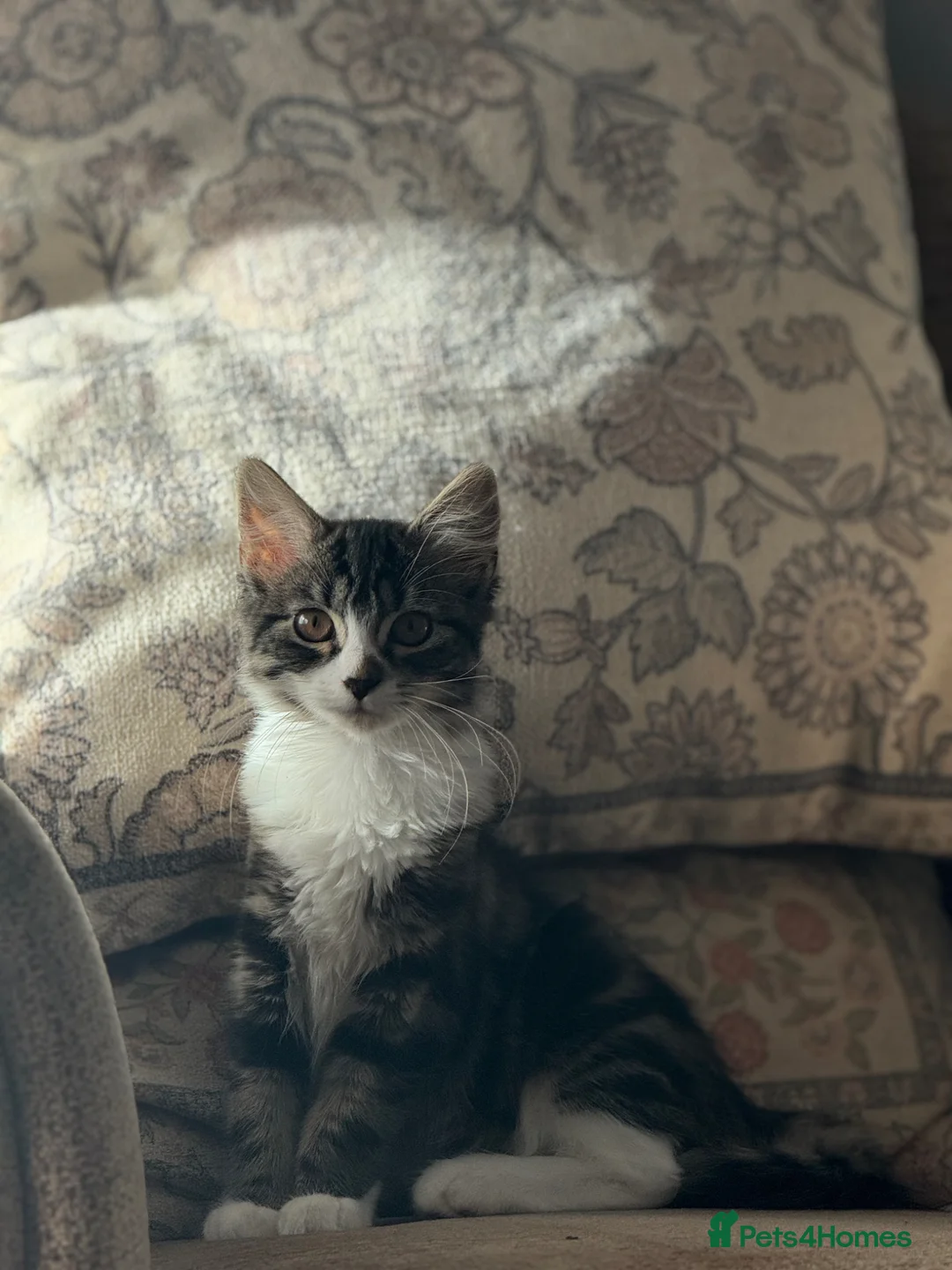 British Longhair cats for sale: Beautiful 7 Month Old Kitten - Advert 1