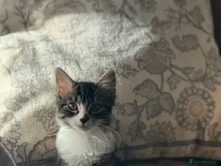 British Longhair cats Beautiful 7 Month Old Kitten - Advert 18