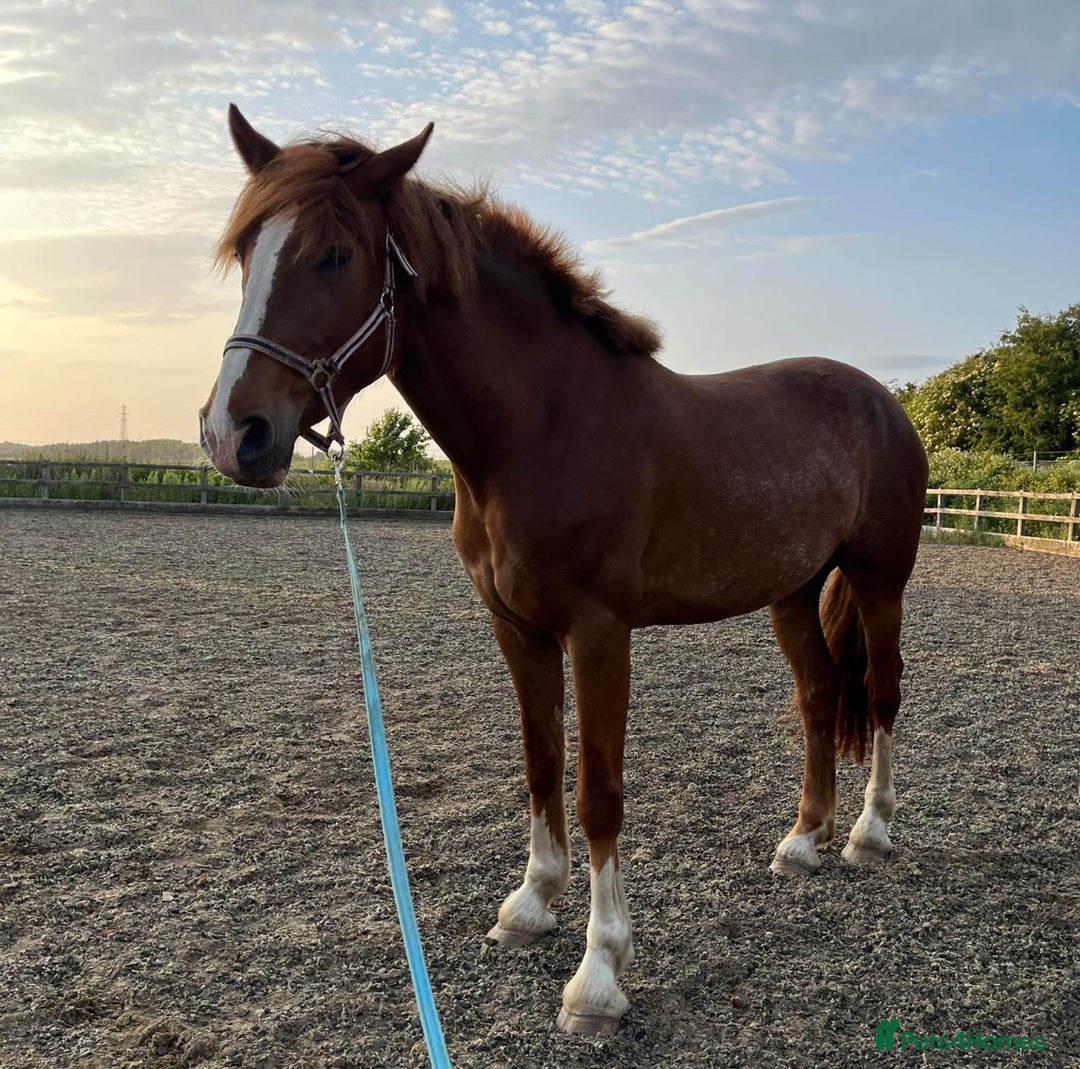 Clydesdale horses for sale: 4yo Clydesdale x Sports Horse Mare –16h - Image 3