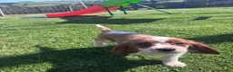 Cavalier King Charles Spaniel dogs for sale: Gorgeous chunky little puppies READY now - Advert 4