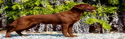 Labrador Retriever dogs for sale: KC registered Fox Red Labrador puppies. - Advert 9