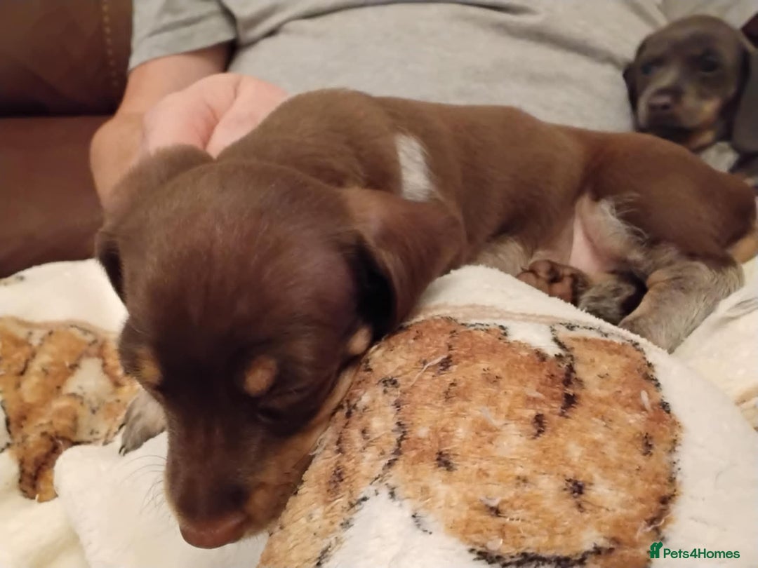 Dachshund dogs for sale: Mini dachshund puppies - Image 4