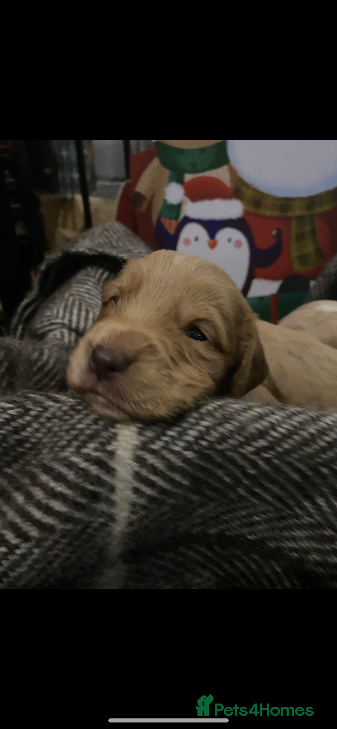 Cocker Spaniel dogs for sale: Cocker spaniel puppies for sale  - Advert 5