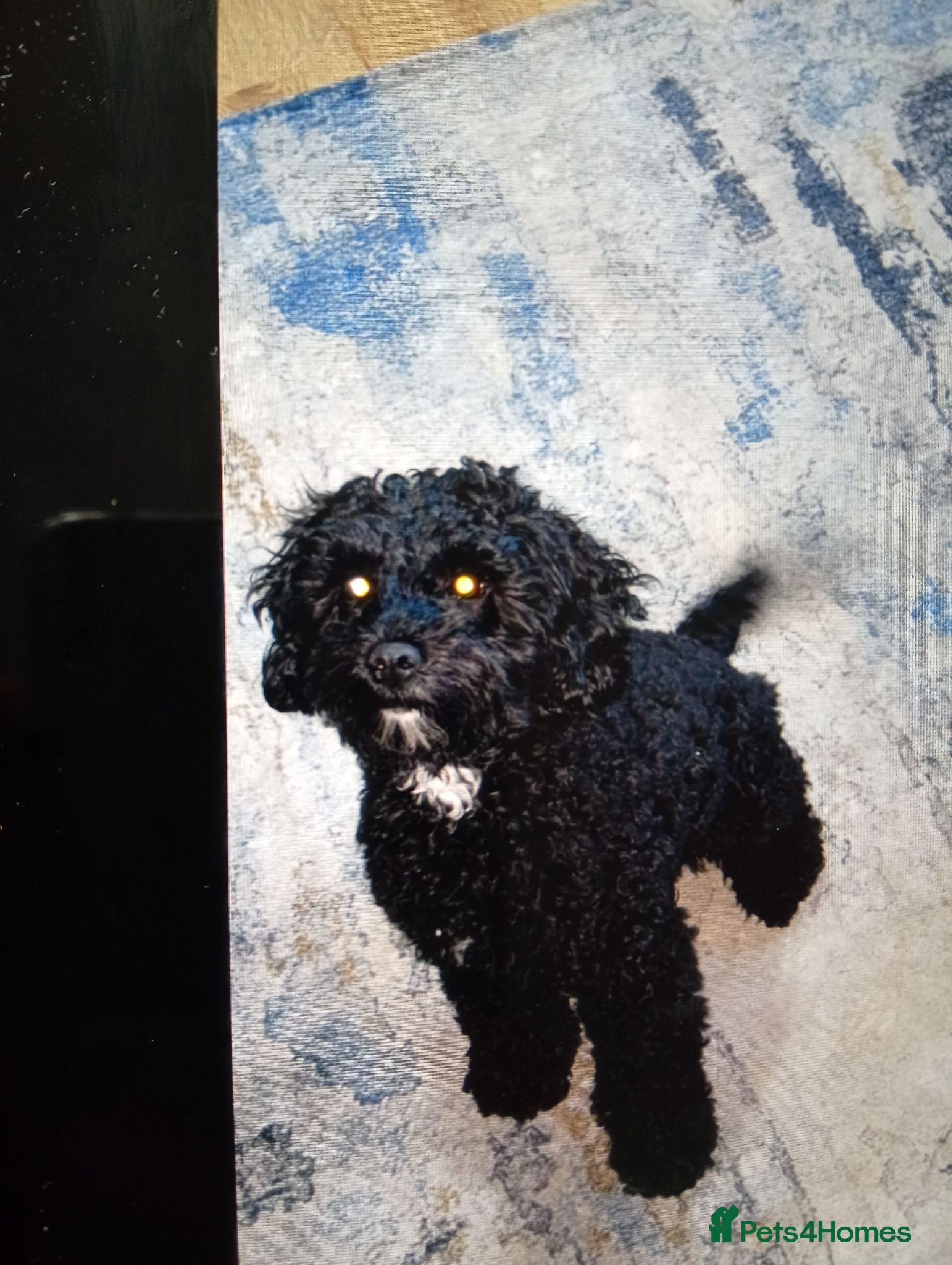 Cockapoo dogs 6 week old pups - Advert 1
