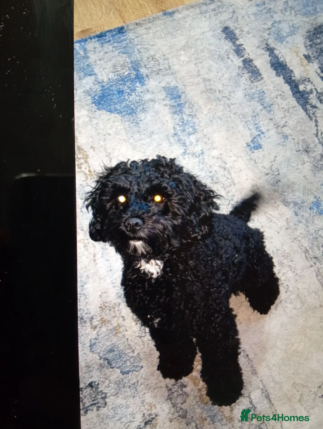 Cockapoo dogs for sale: 6 week old pups - Advert 1