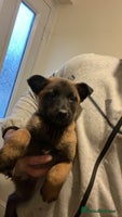 Belgian Shepherd Dog dogs Kc Belgium,Malinois puppies - Advert 4
