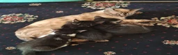 Mixed Breed cats for sale: Mixed Bengal Kittens in Pinner - Advert 6