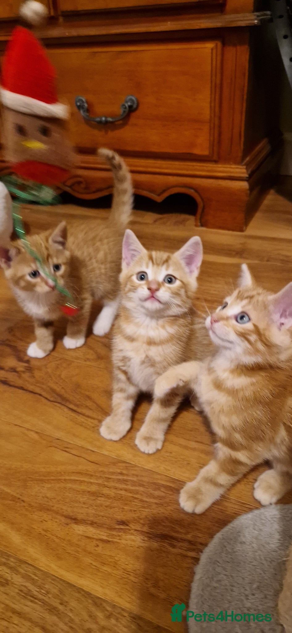 Domestic Shorthair cats for sale: Domestic Shorthair Kittens (3 males, 1 female) - Advert 4