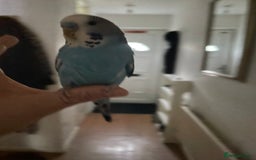 Budgerigars birds for sale: Beautiful hand  tamed budgies  - Image 3