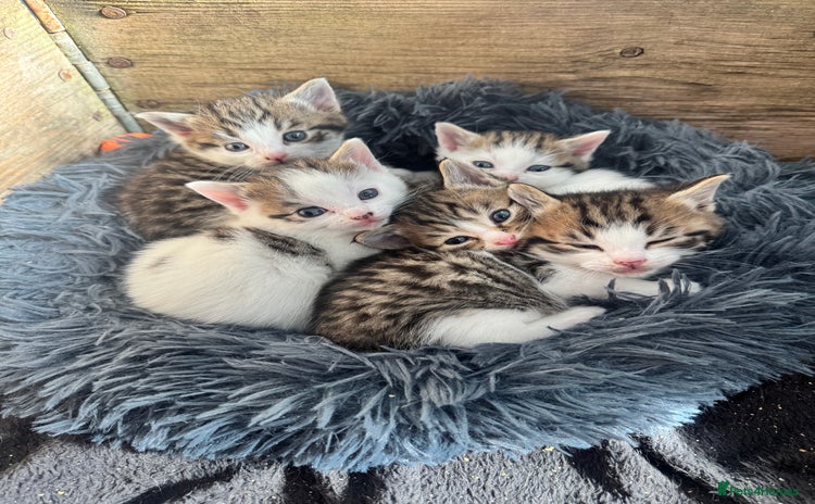 Mixed Breed cats - Advert 10