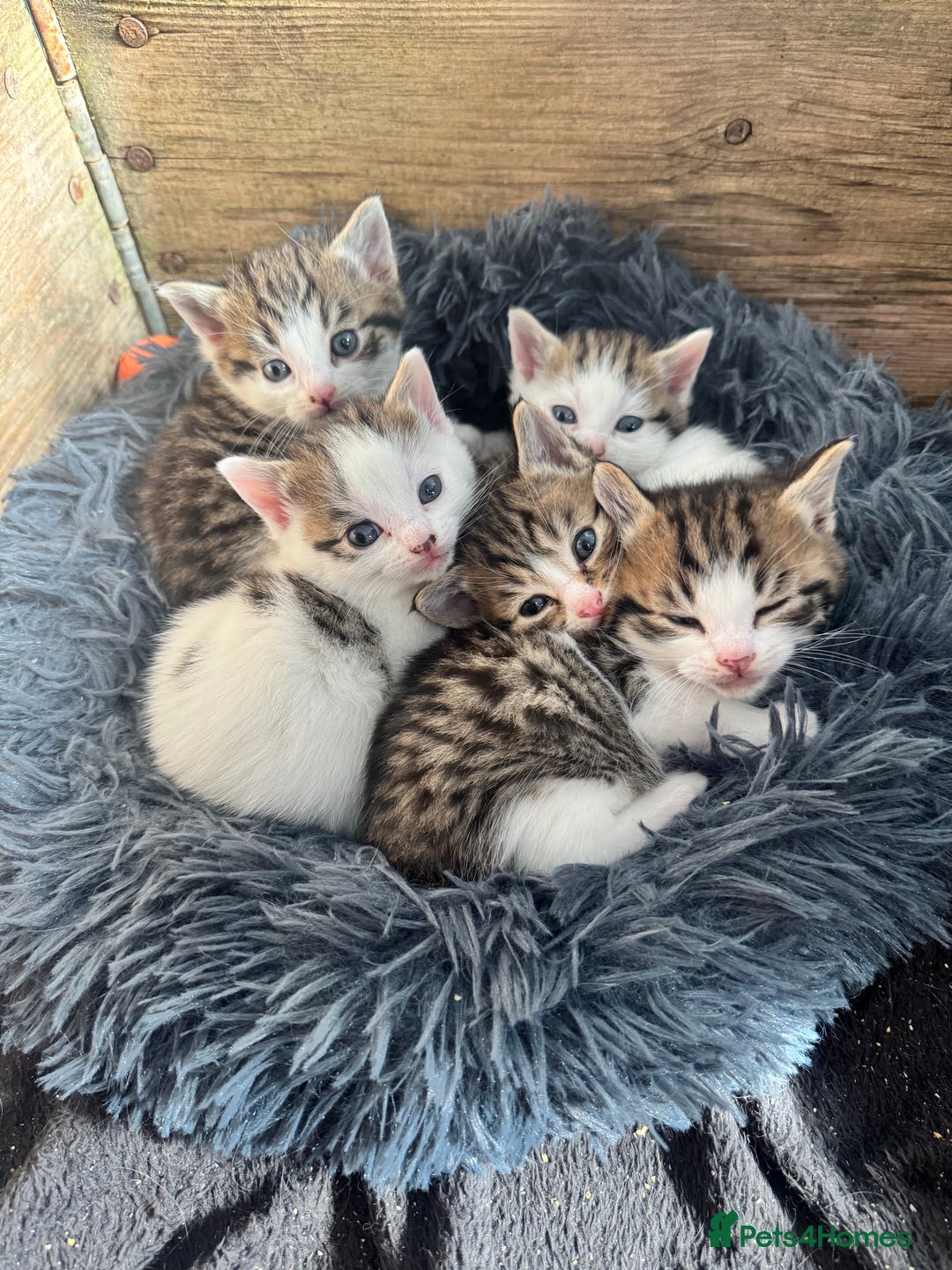 Mixed Breed cats for sale: 5 adorable kittens - Image 1
