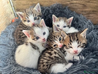 Mixed Breed cats - Advert 7