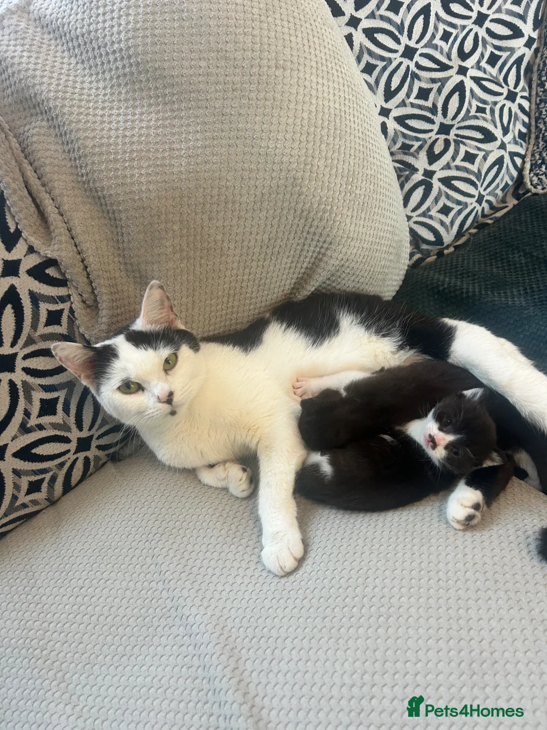 Mixed Breed cats for sale: 2 beautiful kittens - Advert 6