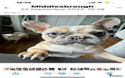 French Bulldog dogs for sale: she’s called willow and she’s going to be 2 in oct - Image 1