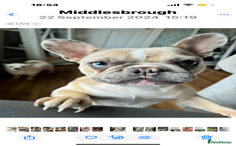 French Bulldog dogs - Advert 1