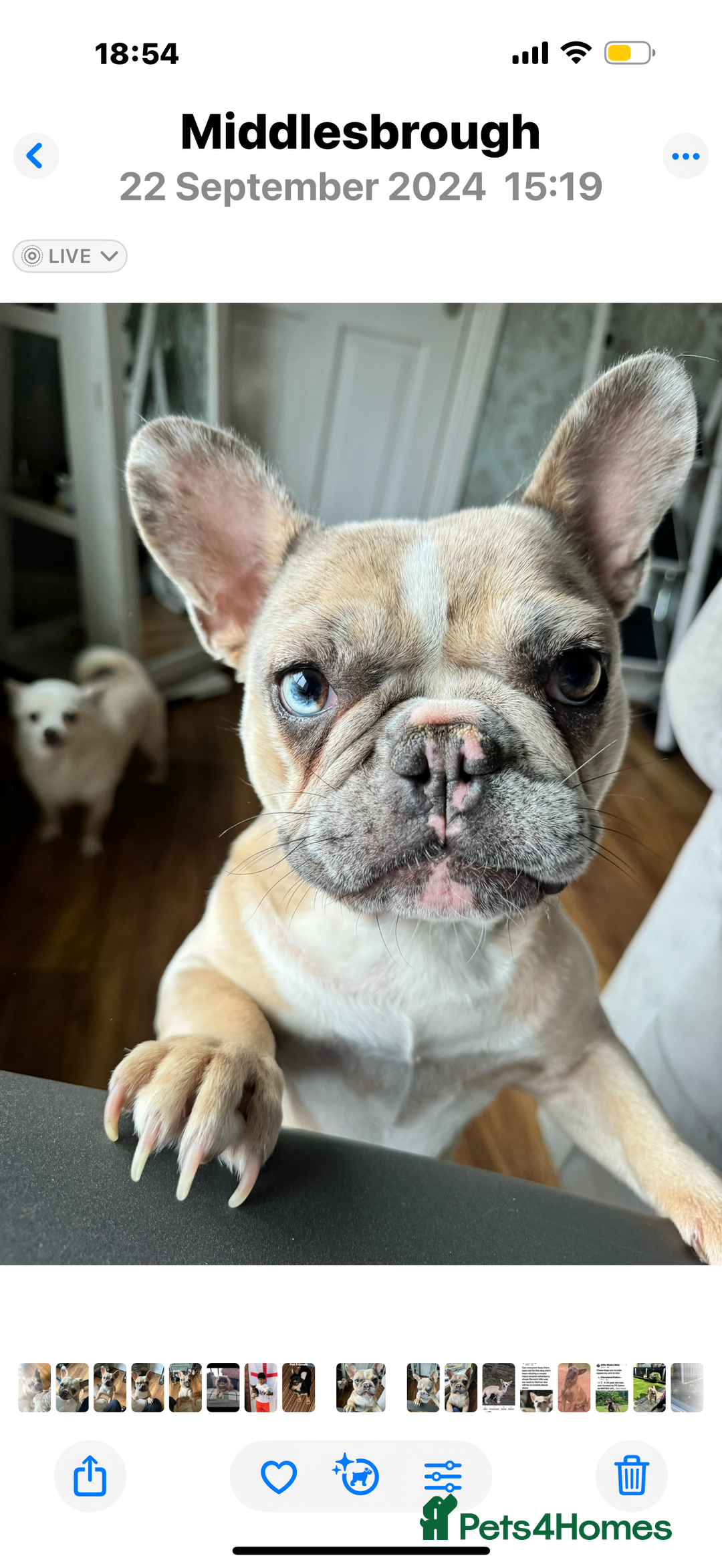 French Bulldog dogs for sale: she’s called willow and she’s going to be 2 in oct - Image 1