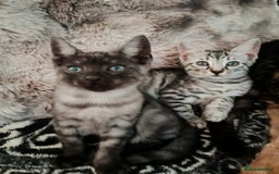 Bengal cats for sale: Three Bengals - Image 9