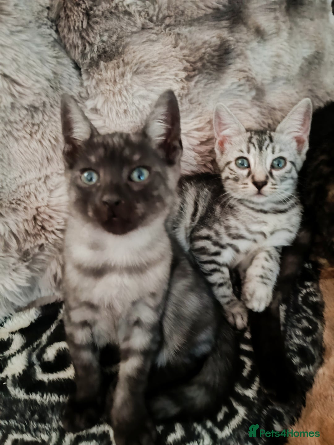 Bengal cats for sale: Three Bengals - Image 9