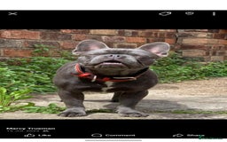 French Bulldog dogs for sale: French bulldog 3 year old  - Image 1