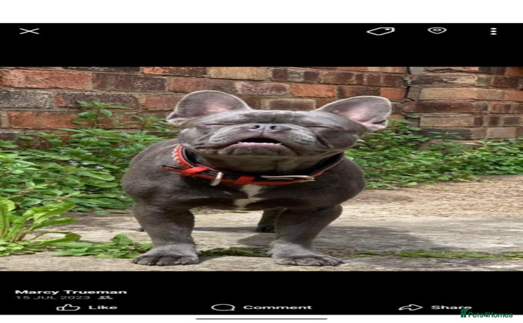 French Bulldog dogs for sale - Advert 1