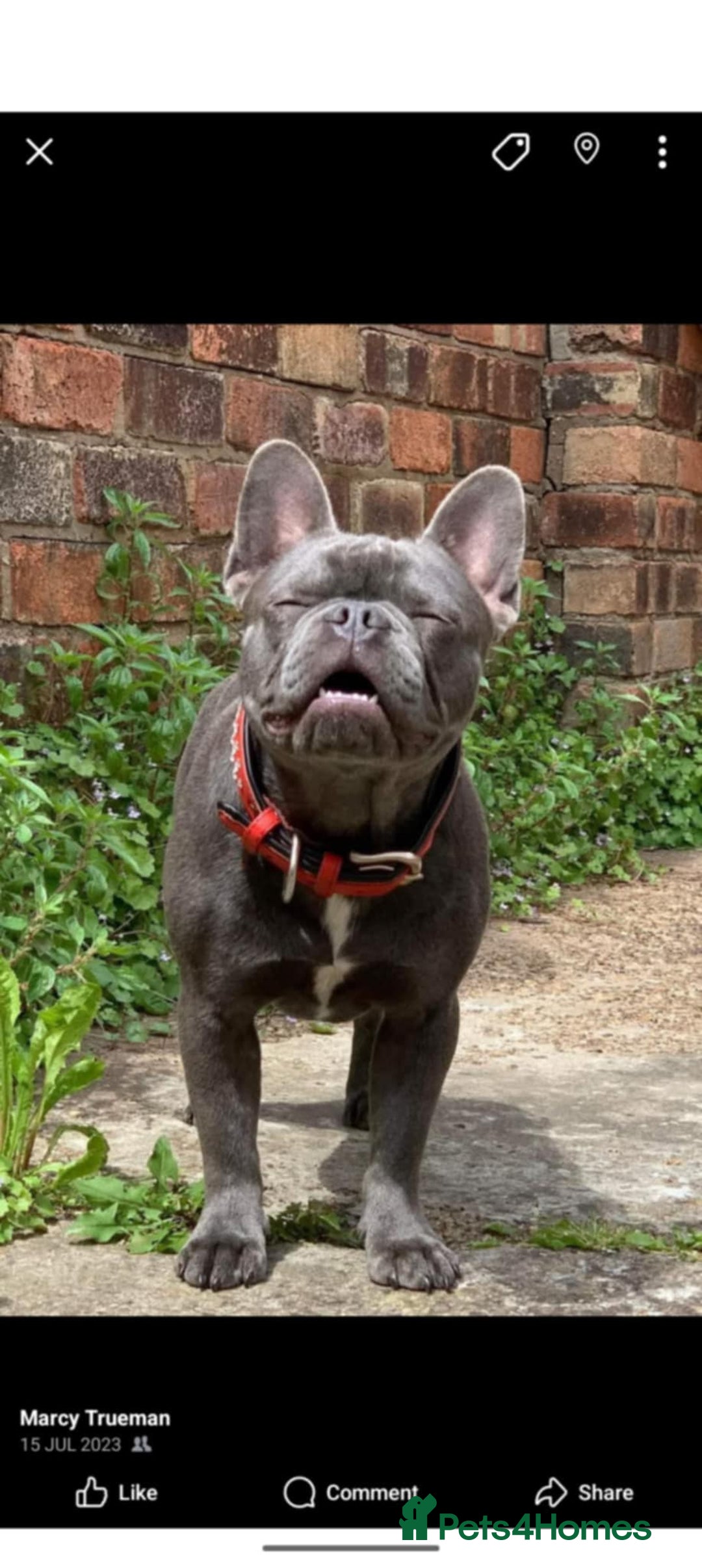 French Bulldog dogs for sale: French bulldog 3 year old  - Image 1