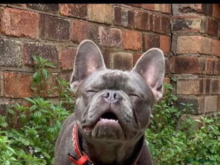 French Bulldog dogs - Advert 25