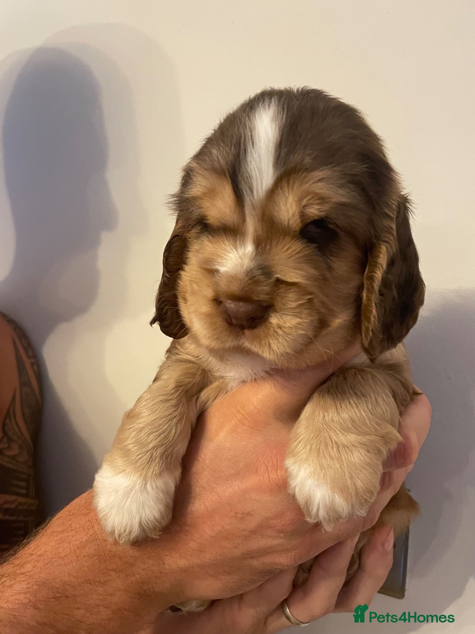 Cocker Spaniel dogs KC registered show cocker spaniel puppies - Advert 4