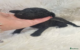 Standard Poodle dogs for sale: Exceptional Health Tested Puppies Due - Advert 34