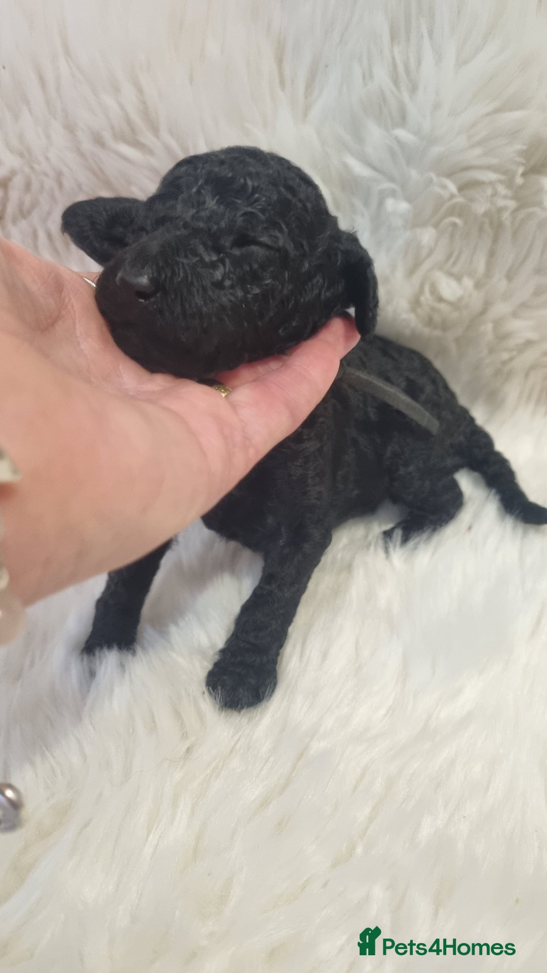 Standard Poodle dogs for sale: Exceptional Health Tested Puppies Due - Advert 34