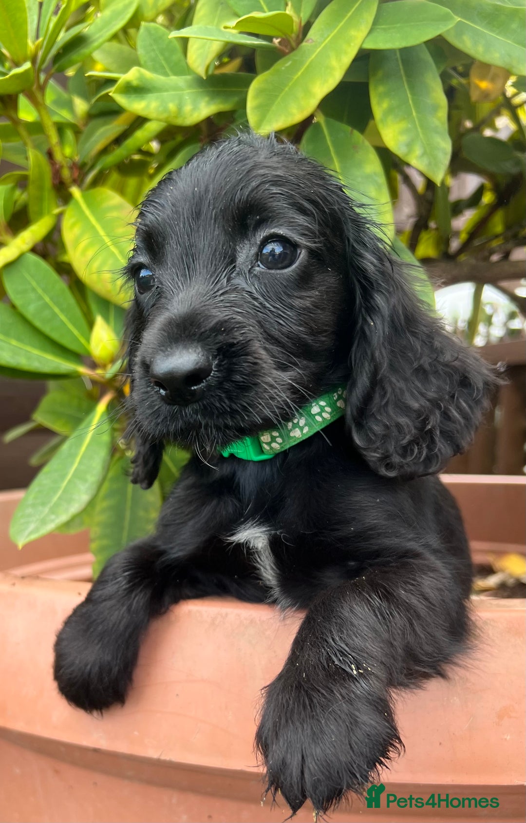Cocker Spaniel dogs for sale: Working cocker spaniels  - Image 12