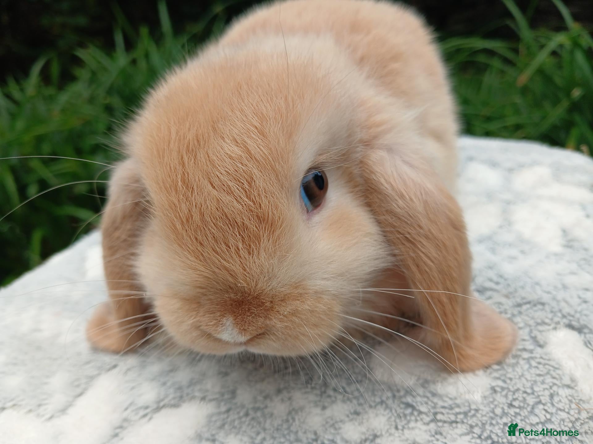 Mini Lop rabbits LAST ONE Stunning mini lop male baby rabbit RTR - Advert 9