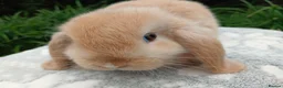 Mini Lop rabbits for sale: Stunning pure bred mini lop male baby rabbits RTR - Advert 4