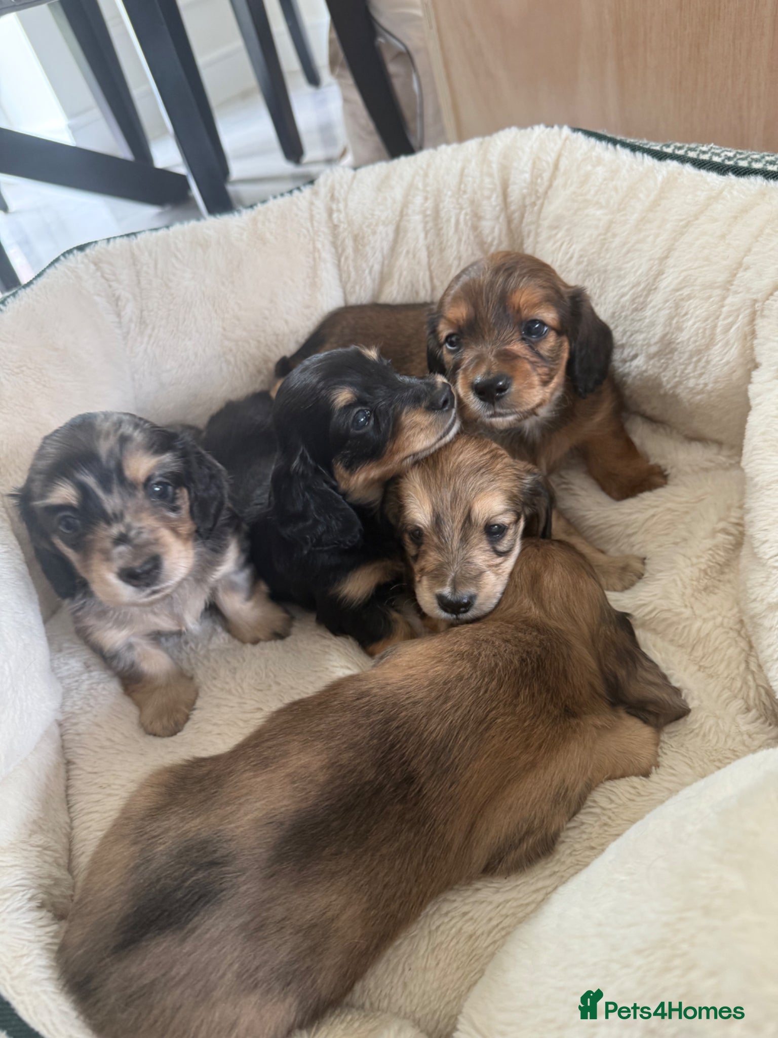 Miniature Dachshund dogs Long Haired Miniature Dachshund Puppies - Advert 17