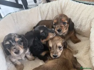 Miniature Dachshund dogs Long Haired Miniature Dachshund Puppies - Advert 17