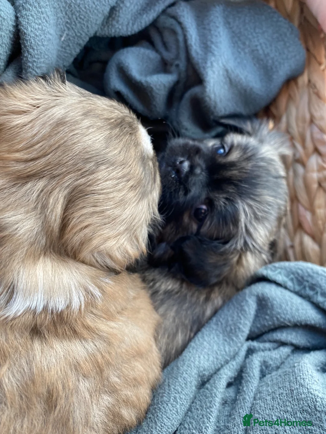 Mixed Breed dogs for sale: 2 beautiful girls  in Sevenoaks - Advert 6