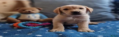 Springador 5