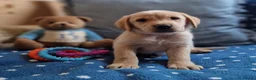 Springador dogs for sale: Wonderful Springador Puppies  - Advert 34