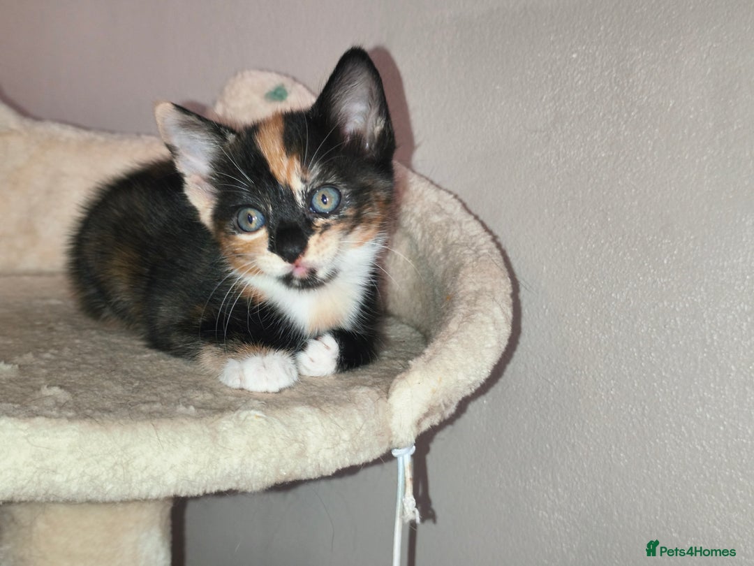 Mixed Breed cats for sale: 4 beautiful kittens - Image 10
