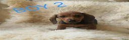 Miniature Dachshund dogs for sale: 🐕🐕3 miniature dashund puppy’s 🐕🐕 - Advert 5