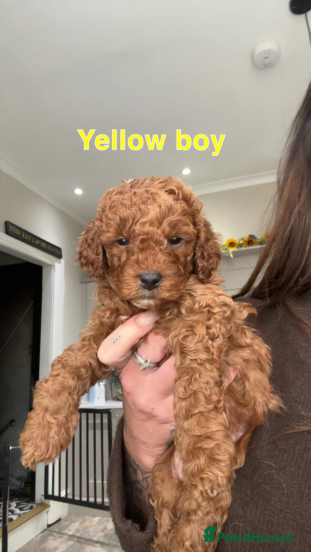 Cavapoo dogs for sale: 🐶Perfect Toy Cavapoos (Health Tested)🐶 - Advert 9