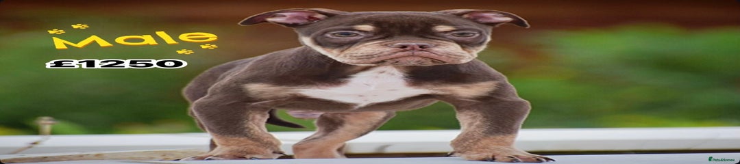 Old Tyme Bulldog Puppy 2
