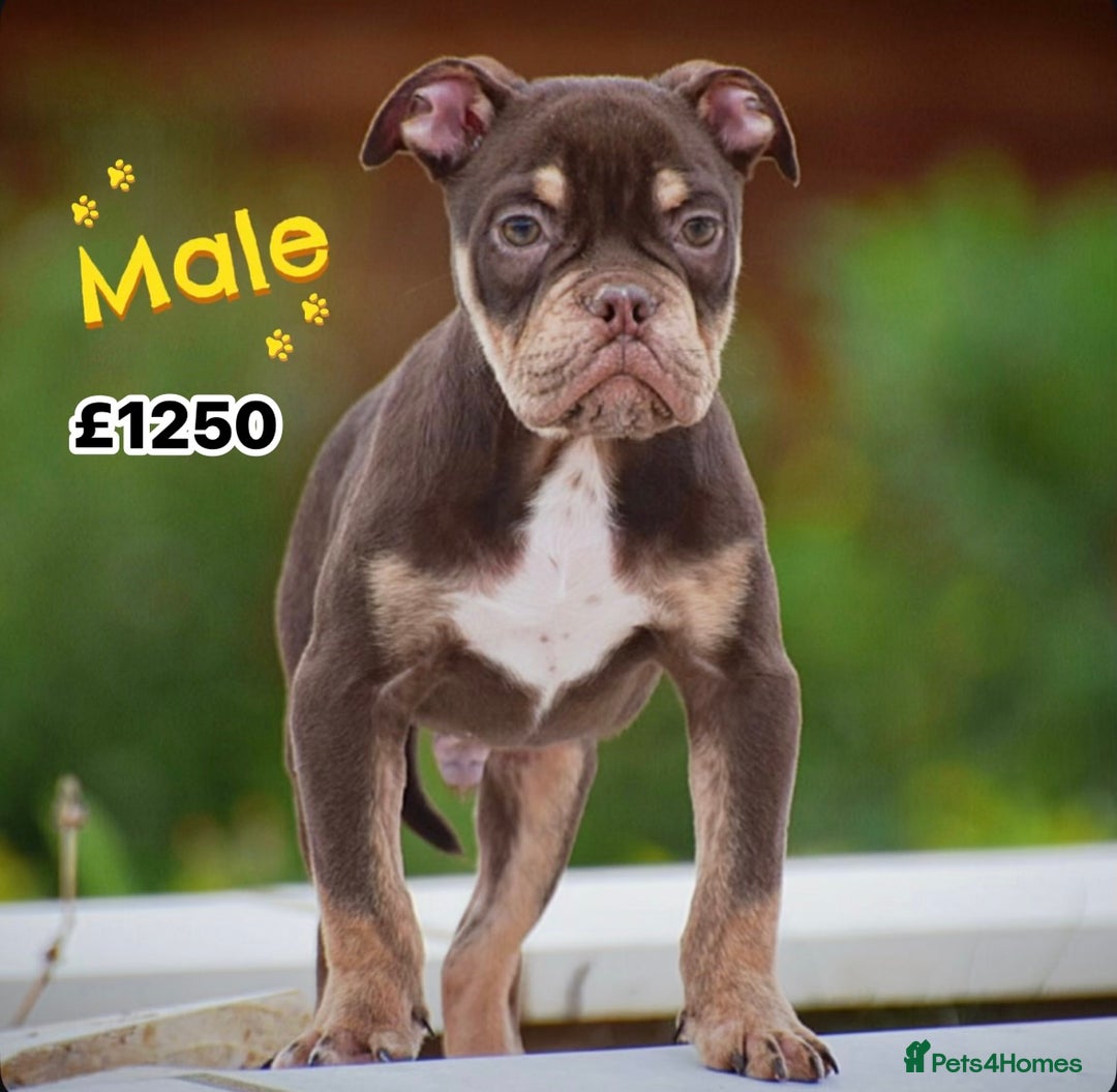 Old Tyme Bulldog dogs for sale: COUNCIL APPROVED⭐️5⭐️LICENSED.23 YEARS EXPERIENCE  - Image 3