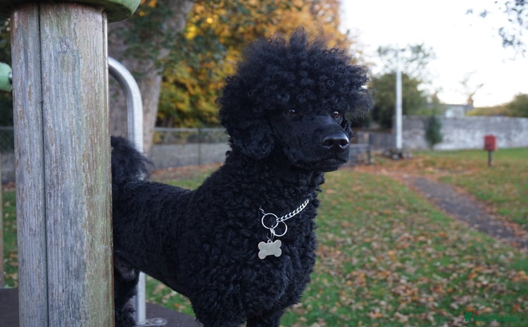 Miniature Poodle dogs - Advert 1